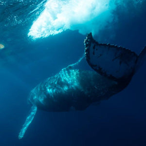 2025 MAGBAY EXPEDITION 20- 23  NOVEMBER 2025