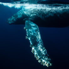 2025 MAGBAY EXPEDITION 20- 23  NOVEMBER 2025