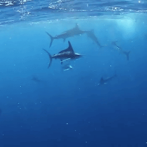 2025 MAGBAY EXPEDITION 20- 23  NOVEMBER 2025