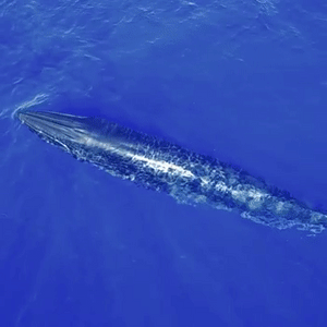 2025 MAGBAY EXPEDITION 20- 23  NOVEMBER 2025