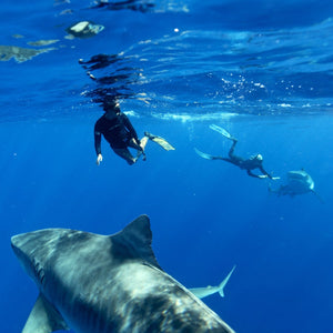 SHARK EXPEDITION BAJA   13- 16 JULY 2023