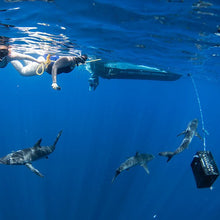 SHARK EXPEDITION BAJA   13- 16 JULY 2023