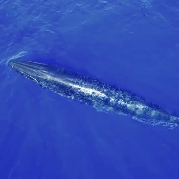 MAGBAY EXPEDITION 2 - 5  NOVIEMBRE 2023