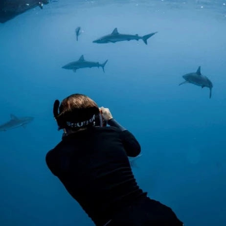 SHARK EXPEDITION BAJA   13- 16 JULY 2023